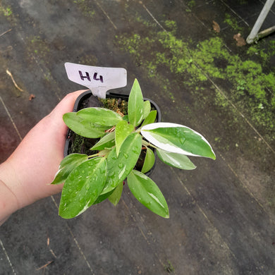 #H4 Philodendron White Princess
