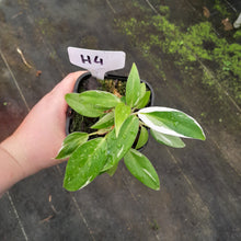 Load image into Gallery viewer, #H4 Philodendron White Princess