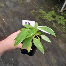 Load image into Gallery viewer, #H4 Philodendron White Princess