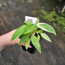Load image into Gallery viewer, #H4 Philodendron White Princess