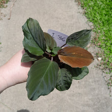 Load image into Gallery viewer, #i36 Homalomena Humilis - Red Velvet