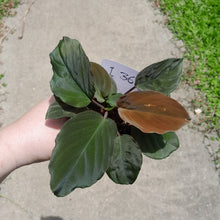 Load image into Gallery viewer, #i36 Homalomena Humilis - Red Velvet