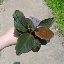 Load image into Gallery viewer, #i36 Homalomena Humilis - Red Velvet