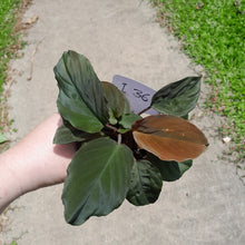 Load image into Gallery viewer, #i36 Homalomena Humilis - Red Velvet