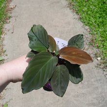 Load image into Gallery viewer, #i36 Homalomena Humilis - Red Velvet