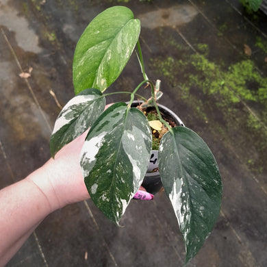 #H346 Variegated Epipremnum Pinnatum