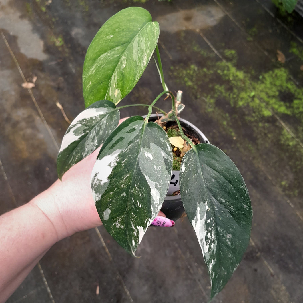 #H346 Variegated Epipremnum Pinnatum