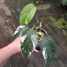 Load image into Gallery viewer, #H346 Variegated Epipremnum Pinnatum