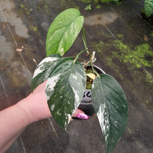 Load image into Gallery viewer, #H346 Variegated Epipremnum Pinnatum