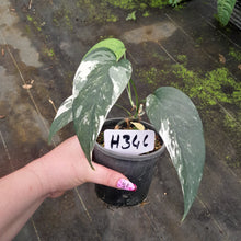 Load image into Gallery viewer, #H346 Variegated Epipremnum Pinnatum