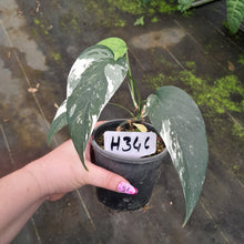 Load image into Gallery viewer, #H346 Variegated Epipremnum Pinnatum