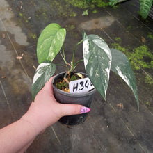 Load image into Gallery viewer, #H346 Variegated Epipremnum Pinnatum