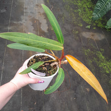 Load image into Gallery viewer, #H104 Philodendron Autumn Queen
