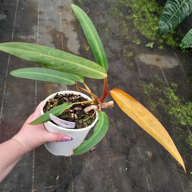 #H104 Philodendron Autumn Queen