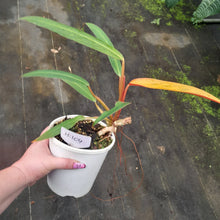 Load image into Gallery viewer, #H104 Philodendron Autumn Queen