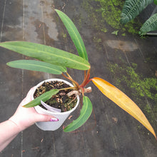 Load image into Gallery viewer, #H104 Philodendron Autumn Queen