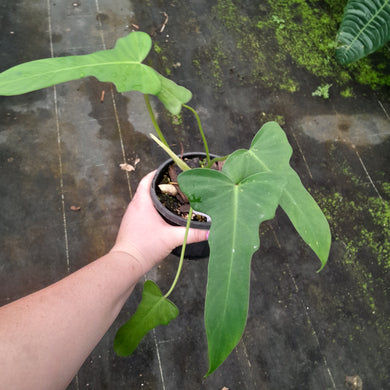#D50 Philodendron Golden Dragon