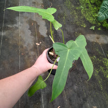 Load image into Gallery viewer, #D50 Philodendron Golden Dragon