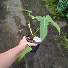 Load image into Gallery viewer, #D50 Philodendron Golden Dragon