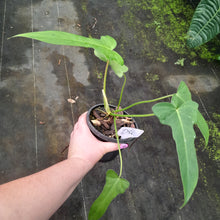 Load image into Gallery viewer, #D50 Philodendron Golden Dragon
