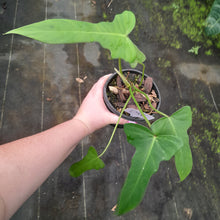 Load image into Gallery viewer, #D50 Philodendron Golden Dragon