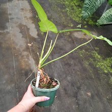 Load image into Gallery viewer, #R9 Philodendron Golden Dragon