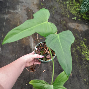 #R9 Philodendron Golden Dragon