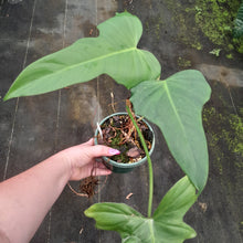 Load image into Gallery viewer, #R9 Philodendron Golden Dragon