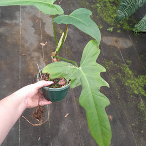 #R9 Philodendron Golden Dragon