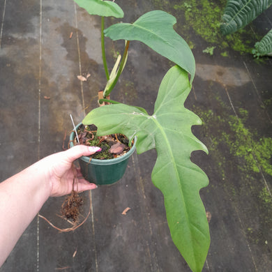 #R9 Philodendron Golden Dragon
