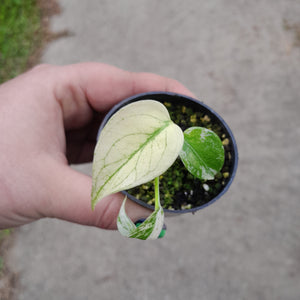 Monstera Deliciosa Mint