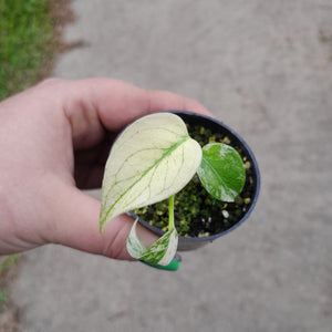 Monstera Deliciosa Mint