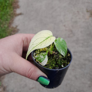 Monstera Deliciosa Mint