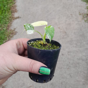 Monstera Deliciosa Mint