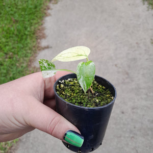 Monstera Deliciosa Mint