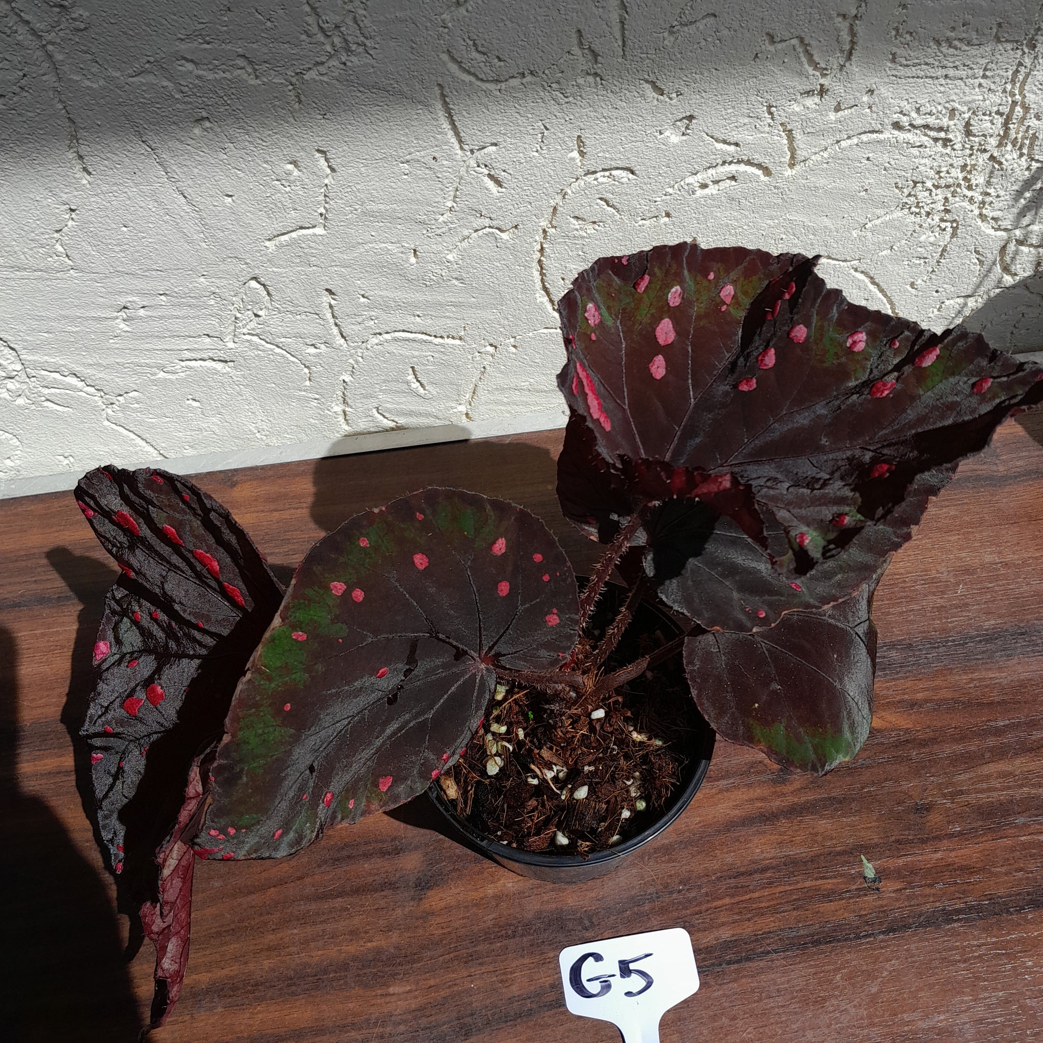 G5 Begonia Dr Karissa – J & S Plant Pickers