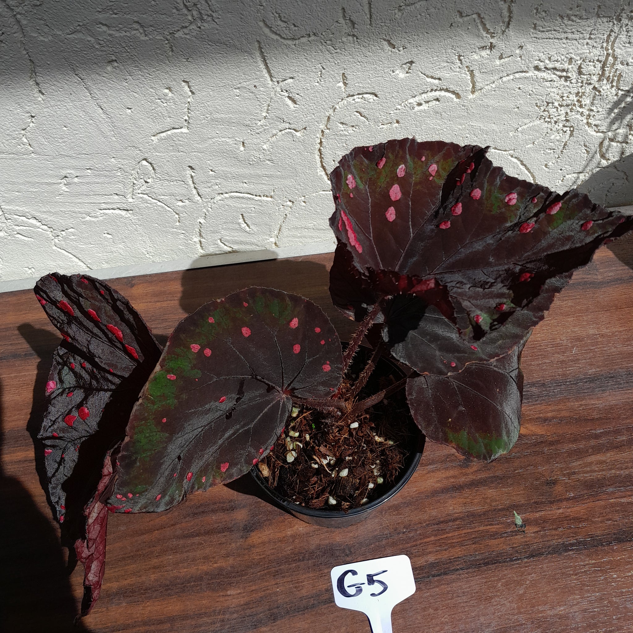 G5 Begonia Dr Karissa – J & S Plant Pickers