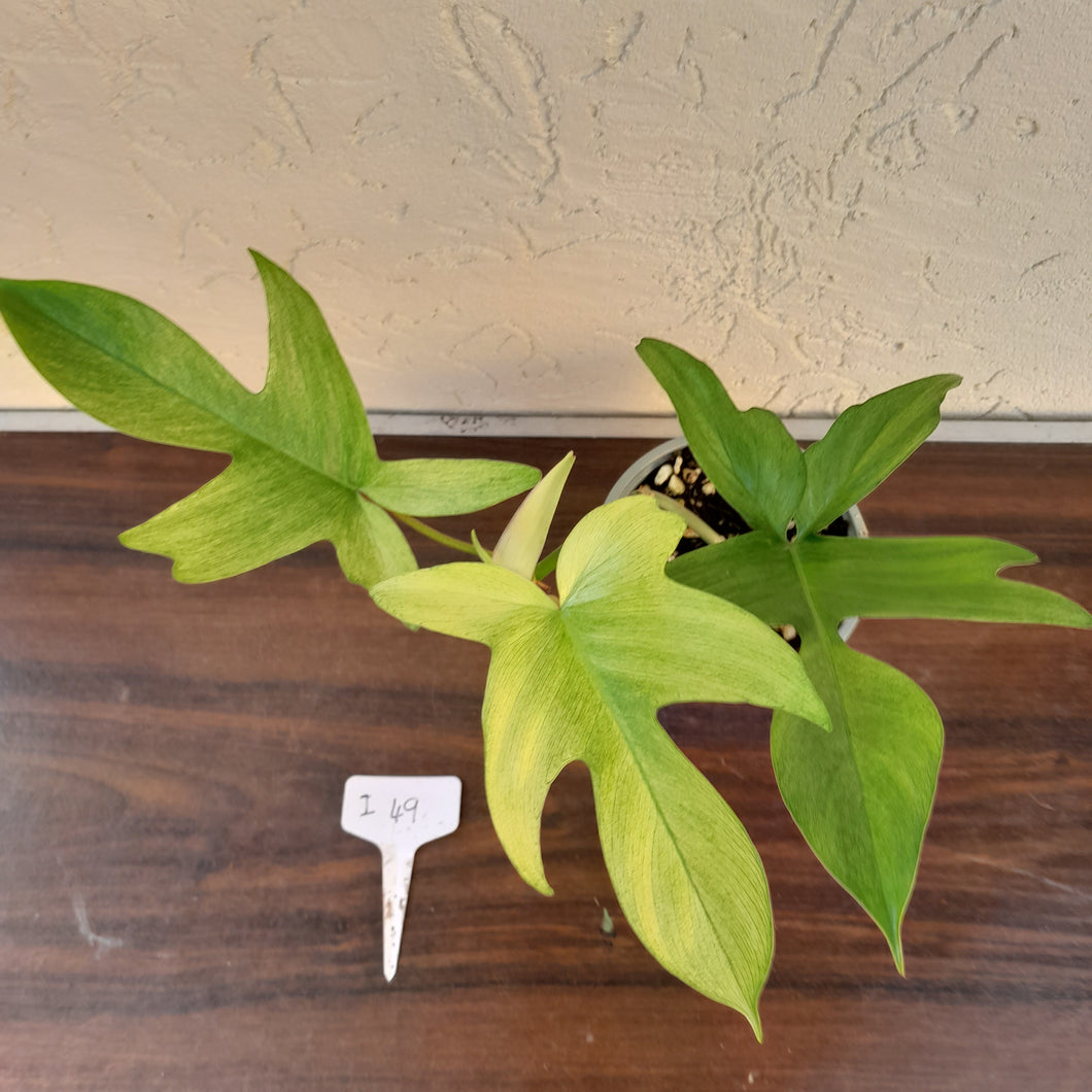 #i49 Philodendron Florida Ghost