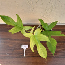 Load image into Gallery viewer, #i49 Philodendron Florida Ghost