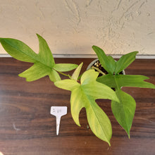 Load image into Gallery viewer, #i49 Philodendron Florida Ghost