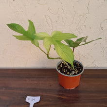 Load image into Gallery viewer, #i49 Philodendron Florida Ghost