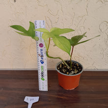 Load image into Gallery viewer, #i49 Philodendron Florida Ghost