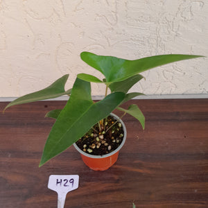 #H29 Anthurium Cerrobaulense