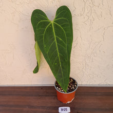 Load image into Gallery viewer, #H65 Anthurium Warocqueanum x Sanguineum