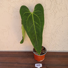 Load image into Gallery viewer, #H65 Anthurium Warocqueanum x Sanguineum