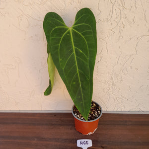 #H65 Anthurium Warocqueanum x Sanguineum