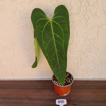 Load image into Gallery viewer, #H65 Anthurium Warocqueanum x Sanguineum