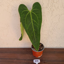 Load image into Gallery viewer, #H65 Anthurium Warocqueanum x Sanguineum