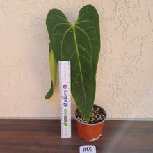 Load image into Gallery viewer, #H65 Anthurium Warocqueanum x Sanguineum