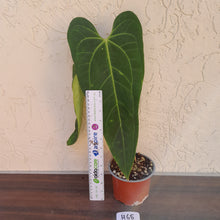 Load image into Gallery viewer, #H65 Anthurium Warocqueanum x Sanguineum